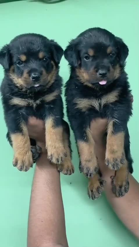 Rottweiler Puppy, farm video
