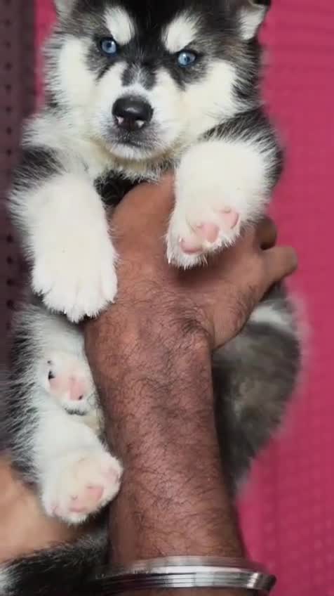 Siberian Husky Puppy | Black & White Color, farm video