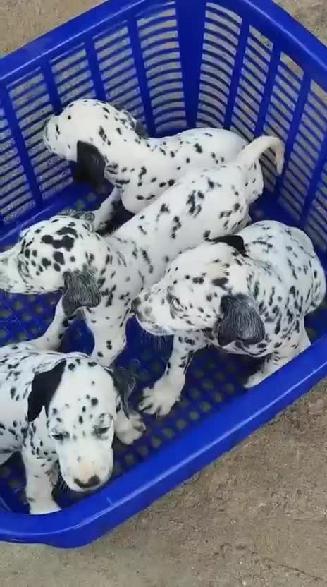 Dalmatian Puppy, farm video