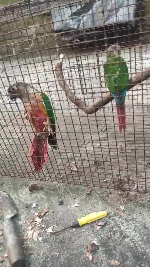 Blue Throated Conure, farm video