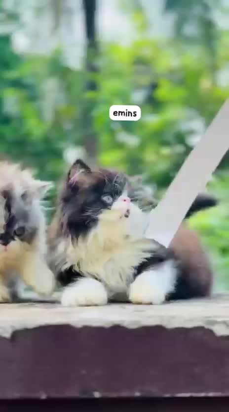 Persian, farm video