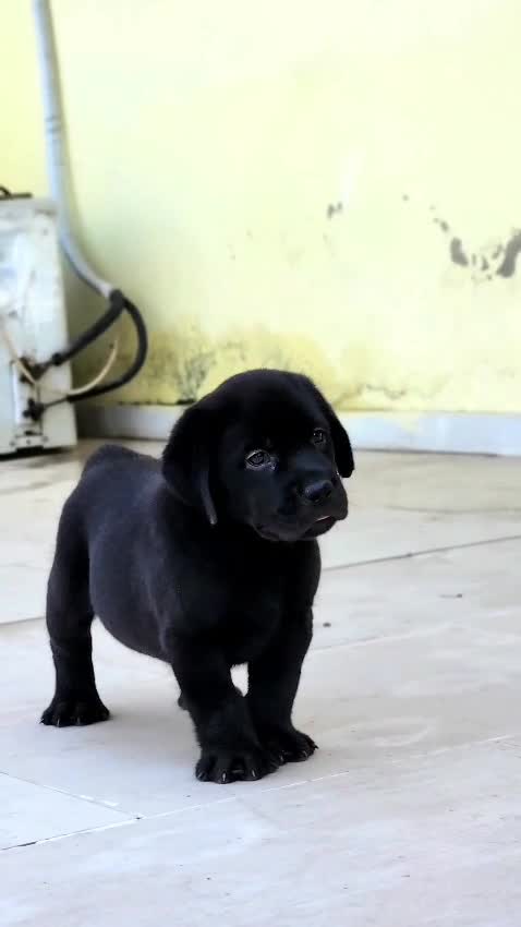 Persian, farm video