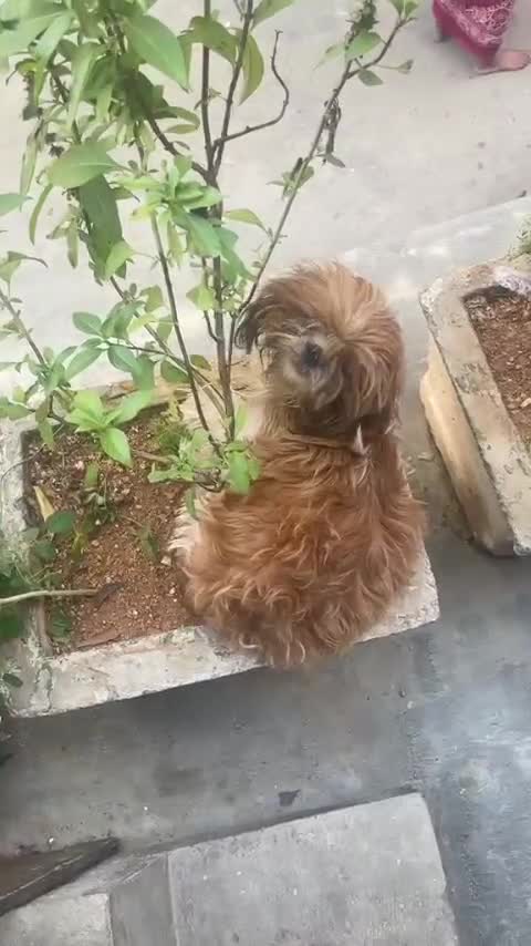 Shih Tzu | Black Color, farm video