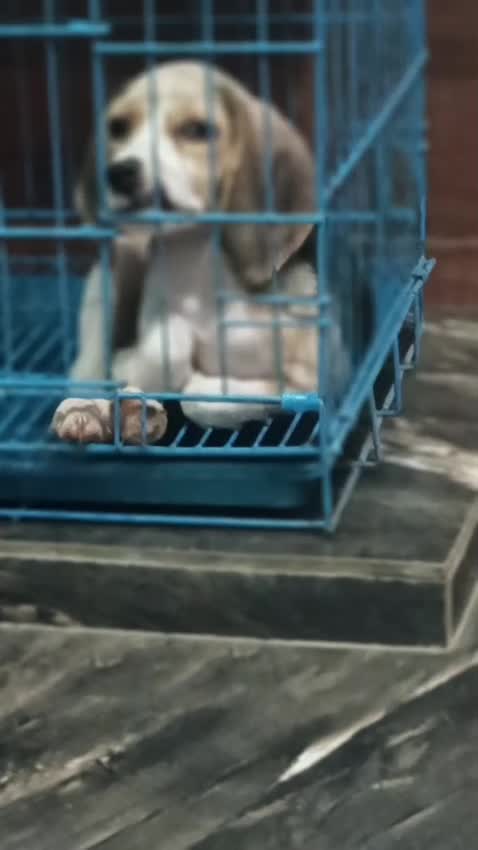 Beagle Black & Tan Puppy, farm video