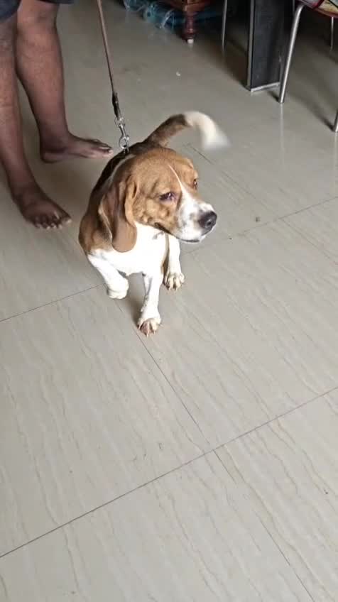 Beagle Black & Tan Puppy, farm video