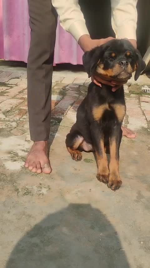 Dachshund Puppy, farm video