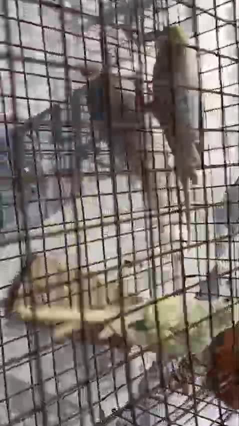 Blue & Gold Macaw, farm video