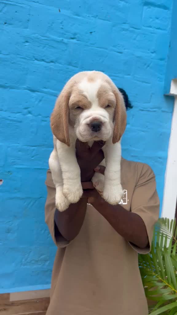 Beagle Black & Tan Puppy, farm video