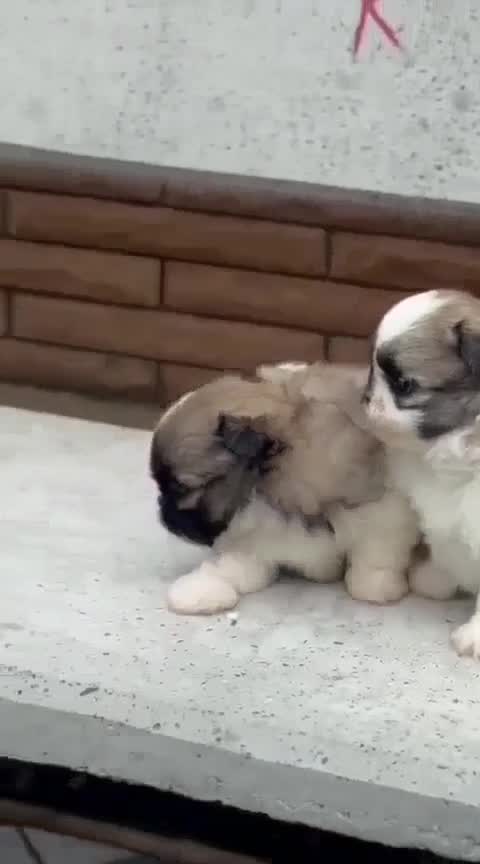 Shih Tzu | Black Color, farm video