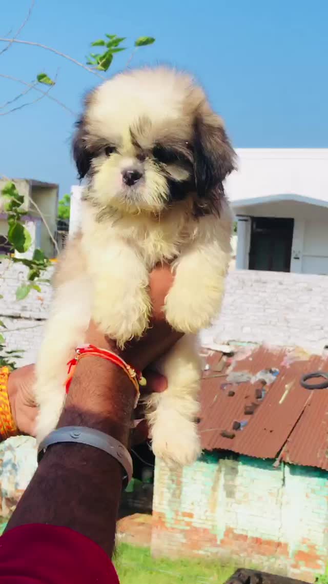 Shih Tzu | Black Color, farm video