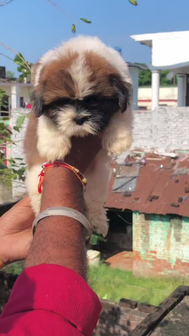 Shih Tzu | Black Color, farm video