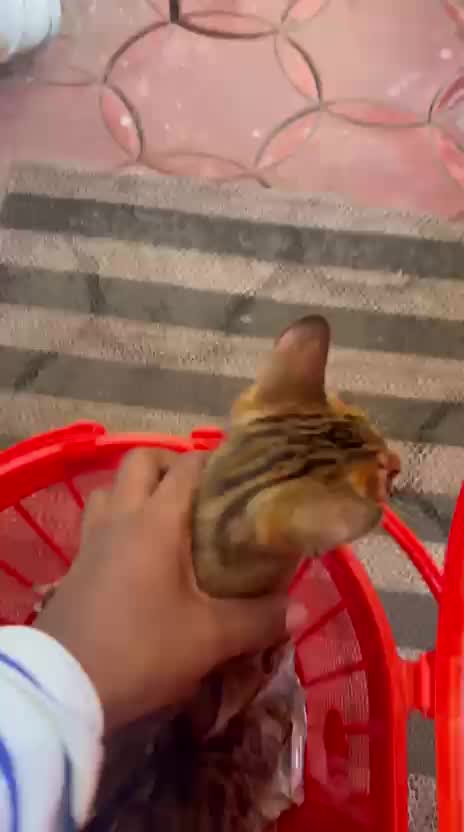 Bengal Kitten, farm video