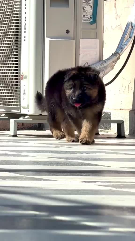 German Shepherd Puppy, farm video