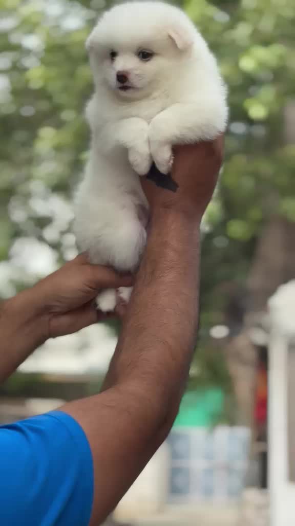 Pomeranian Puppy, farm video