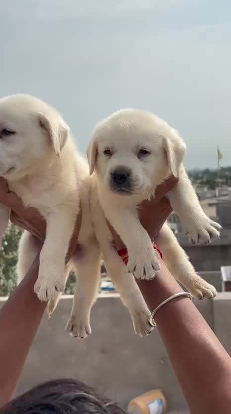 Beagle Black & Tan Puppy, farm video