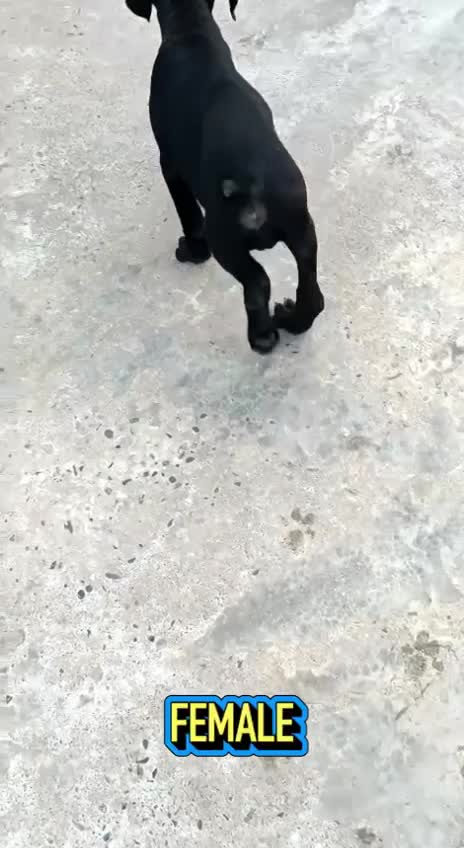 Dachshund Puppy, farm video