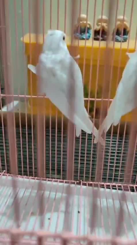 Chotiyal Pigeon, farm video