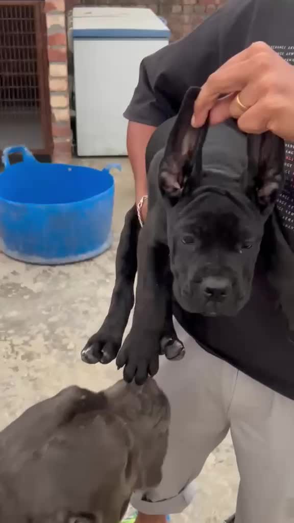 Dachshund Puppy, farm video