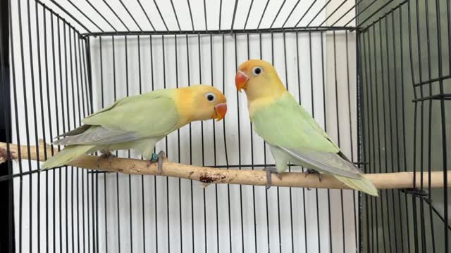 Blue Throated Conure, farm video