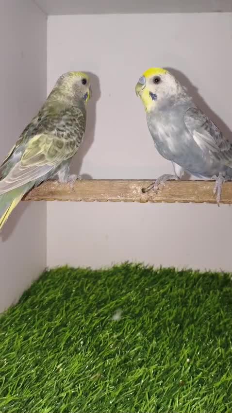 Budgies, farm video