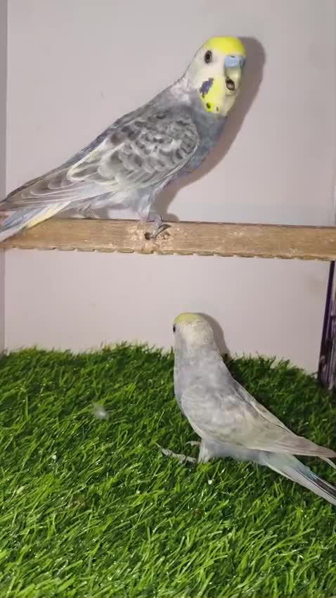 Budgies, farm video
