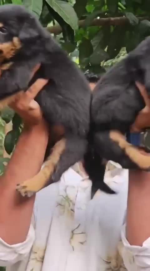 Rottweiler Puppy, farm video