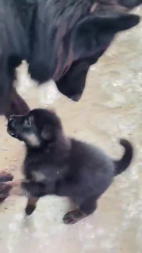 German Shepherd Puppy, farm video