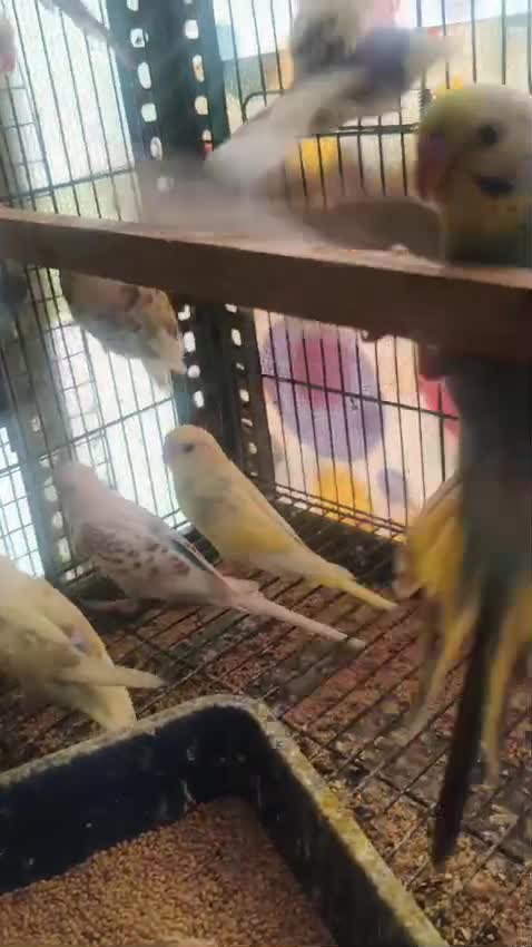 Rat, farm video