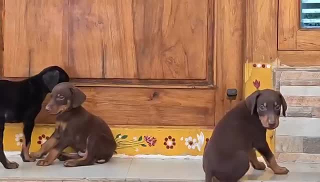 Doberman Pinscher Puppy, farm video