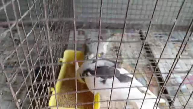 Cockatiel, farm video