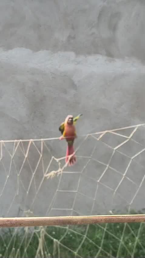 Blue Throated Conure, farm video