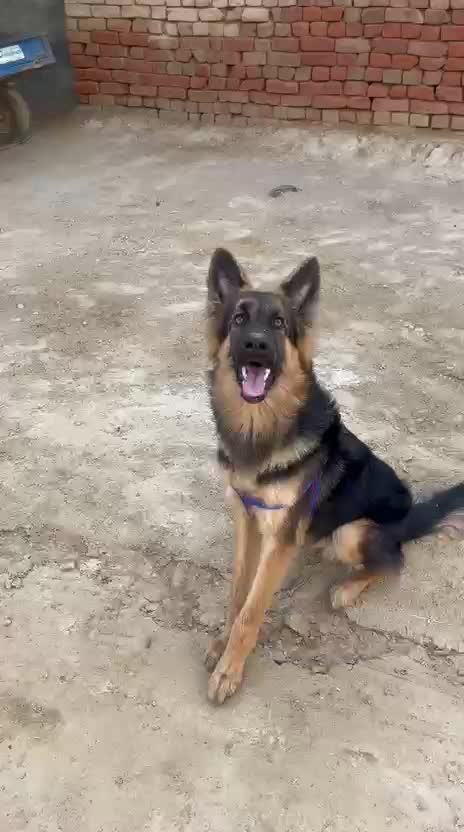 German Shepherd Puppy, farm video