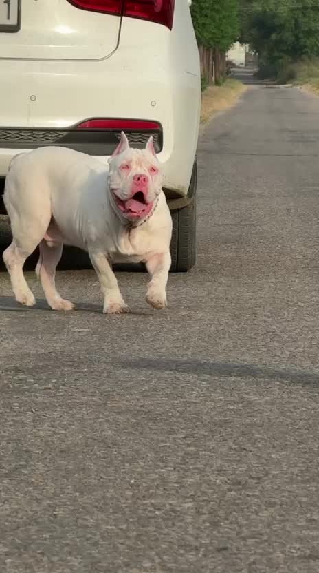 American Bully Pocket Size Puppy, farm video