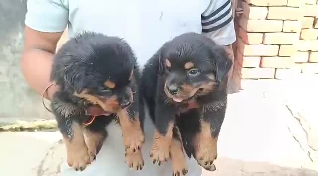 Dachshund Puppy, farm video