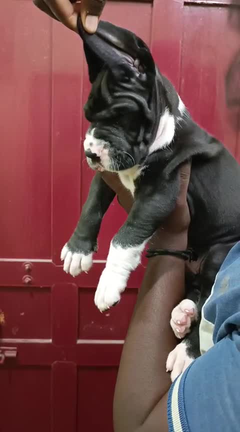 Dachshund Puppy, farm video