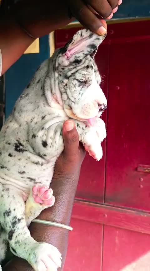 Dachshund Puppy, farm video