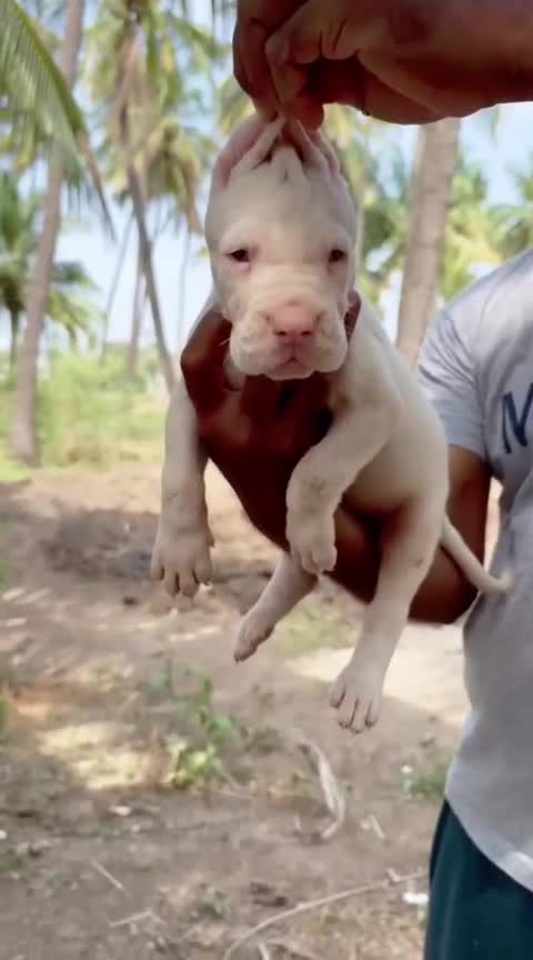Great Dane Puppy | Brindle, farm video