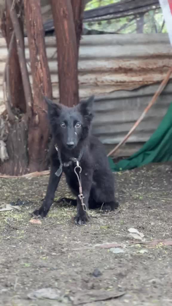 German Shepherd Puppy, farm video