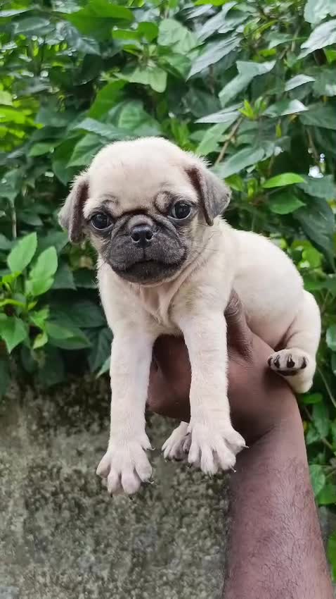 Pug Puppy, farm video