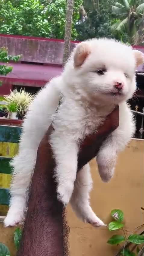 Culture Pom Puppy, farm video