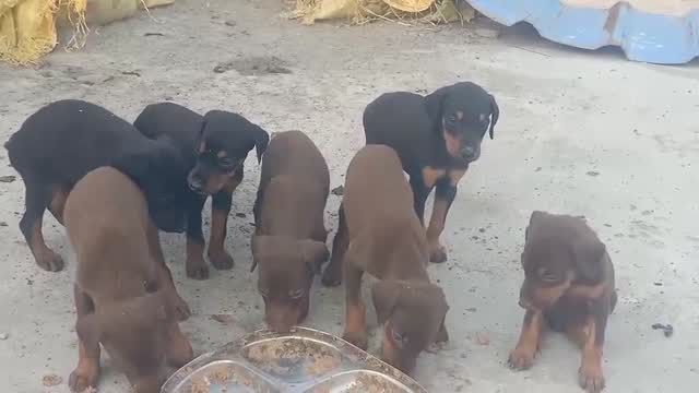 Doberman Pinscher Puppy, farm video