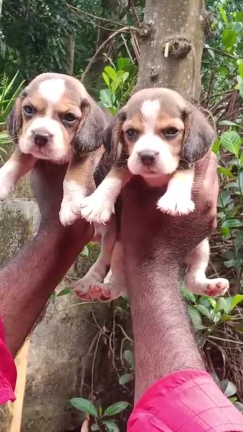 Beagle Black & Tan Puppy, farm video
