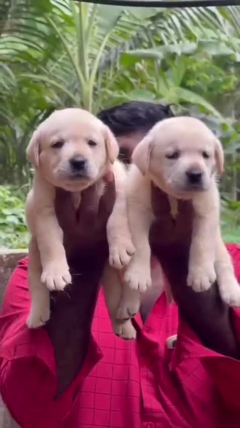 Beagle Black & Tan Puppy, farm video