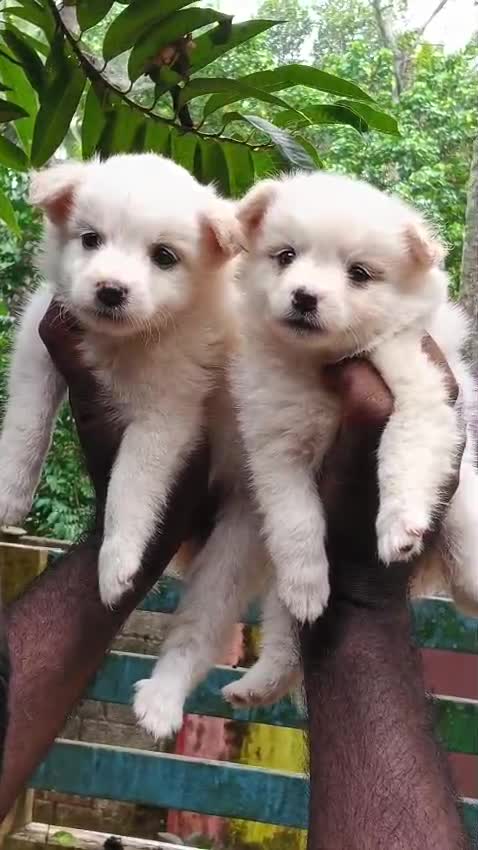 Culture Pom Puppy, farm video