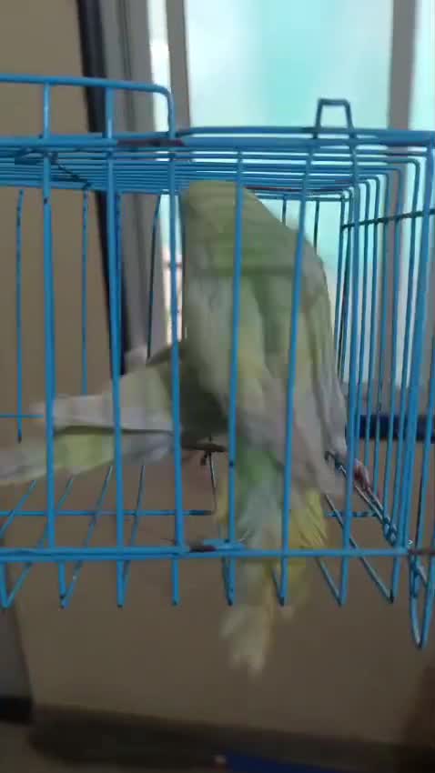 Budgies | Fallow, farm video