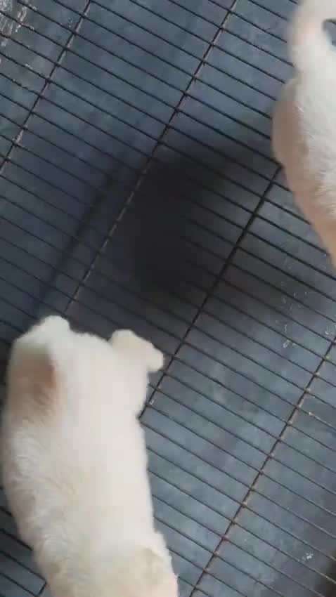 Culture Pom Puppy, farm video