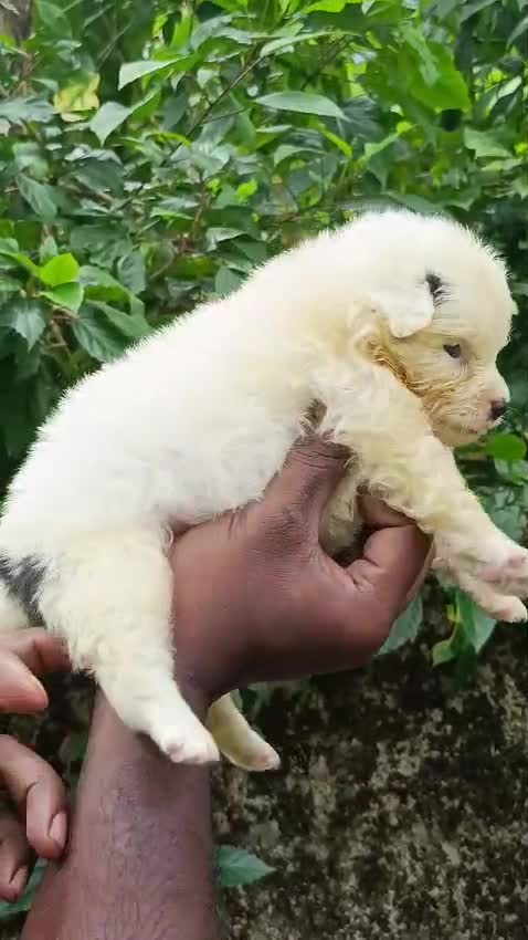 Culture Pom Puppy, farm video