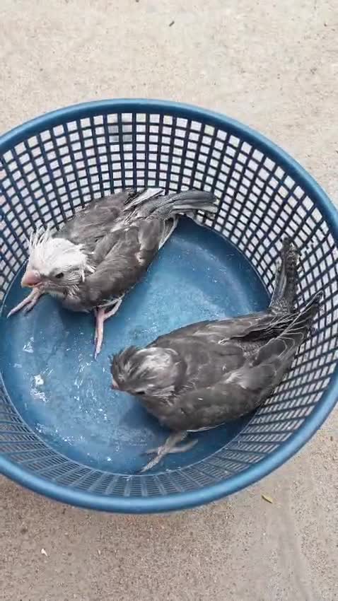 Cockatiel, farm video