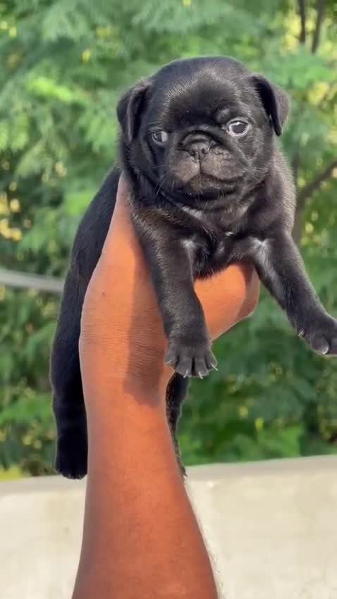 Pug Puppy, farm video