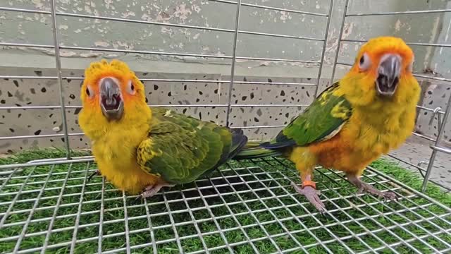 Sun Conure, farm video